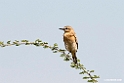 Isabelline Wheatear.201014jan_2408