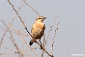 Isabelline Wheatear.201015jan_2555