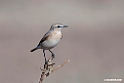 Isabelline Wheatear.201021jan_3153