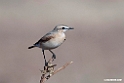 Isabelline Wheatear.201021jan_3155