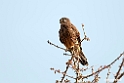 Kestrel.201011jan_1538