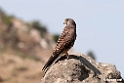 Kestrel.201011jan_1624