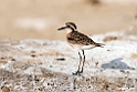 Kittlitz Plover.201017jan_2968