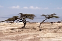 Lake Langano.201017jan_2813