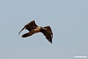 Lammegeier.201012jan_2015