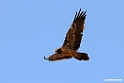 Lammegeier.201012jan_2122