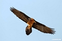 Lammegeier.201012jan_2190