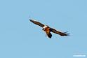 Lammegeier.201012jan_2200
