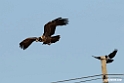 Lammegeier.201012jan_2257