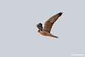 Lanner.201015jan_2562