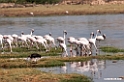 Lesser Flamingo.201015jan_2672