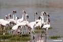Lesser Flamingo.201015jan_2685
