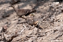 Lichtensteins Sandgrouse.201015jan_2613
