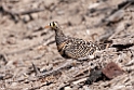 Lichtensteins Sandgrouse.201015jan_2617