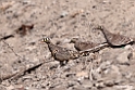 Lichtensteins Sandgrouse.201015jan_2630
