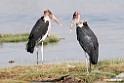 Marabou Stork.201015jan_2675