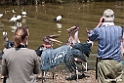 Marabou stork.201016jan_3024
