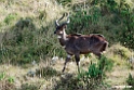 Mountain Nyala.201018jan_3032
