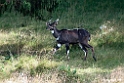 Mountain Nyala.201018jan_3057