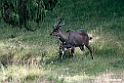 Mountain Nyala.201018jan_3077