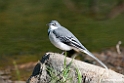 Mountain Wagtail.201025jan_4319