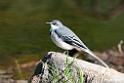 Mountain Wagtail.201025jan_4320