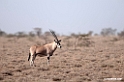 Oryx.201014jan_2369