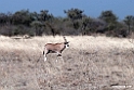 Oryx.201014jan_2384