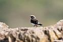 Pied Wheatear.201017jan_2993