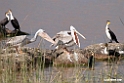 Pink-backed Pelican.201017jan_2952