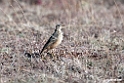 Plain.backed Pipit