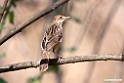 Rattling Cisticola.201017jan_2827