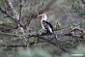 Red-billed Hornbill.201023jan_3493