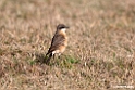 Red-breasted Wheatear.201010jan_1189