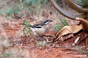 Red-naped Bush-shrike.201023jan_3533