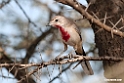 Rosy-patch shrike.201014jan_2338