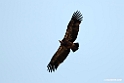Ruppels Vulture.201010jan_1380