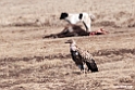 Ruppels Vulture.201011jan_1658