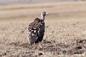 Ruppels Vulture.201011jan_1663