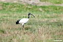 Sacred Ibis.201010jan_1241