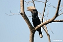 Silvery-cheeked Hornbil.201025jan_4214