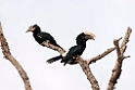 Silvery-cheeked Hornbill.201017jan_2759