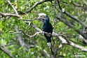 Silvery-cheeked Hornbill.201017jan_2775