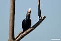 Silvery-cheeked Hornbill.201025jan_4206