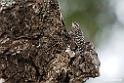 Spotted Creeper.201025jan_4159