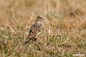 Thekla Lark.201010jan_1210
