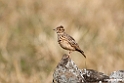 Thekla Lark.201010jan_1211