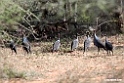 Vulterine Guneafowl.201023jan_3752