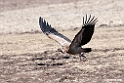 Vulture.201011jan_1647