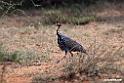 Vulturine Guineafowl.201023jan_3737